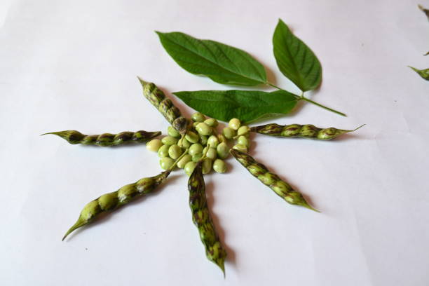 Pigeon Pea thumbnail